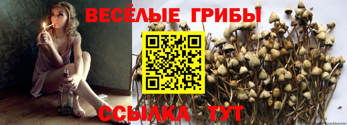где найти наркотики  Вход с VPN  Алексин  Галлюциногенные грибы мицелий  Псилоцибиновые грибы ЛСД 
