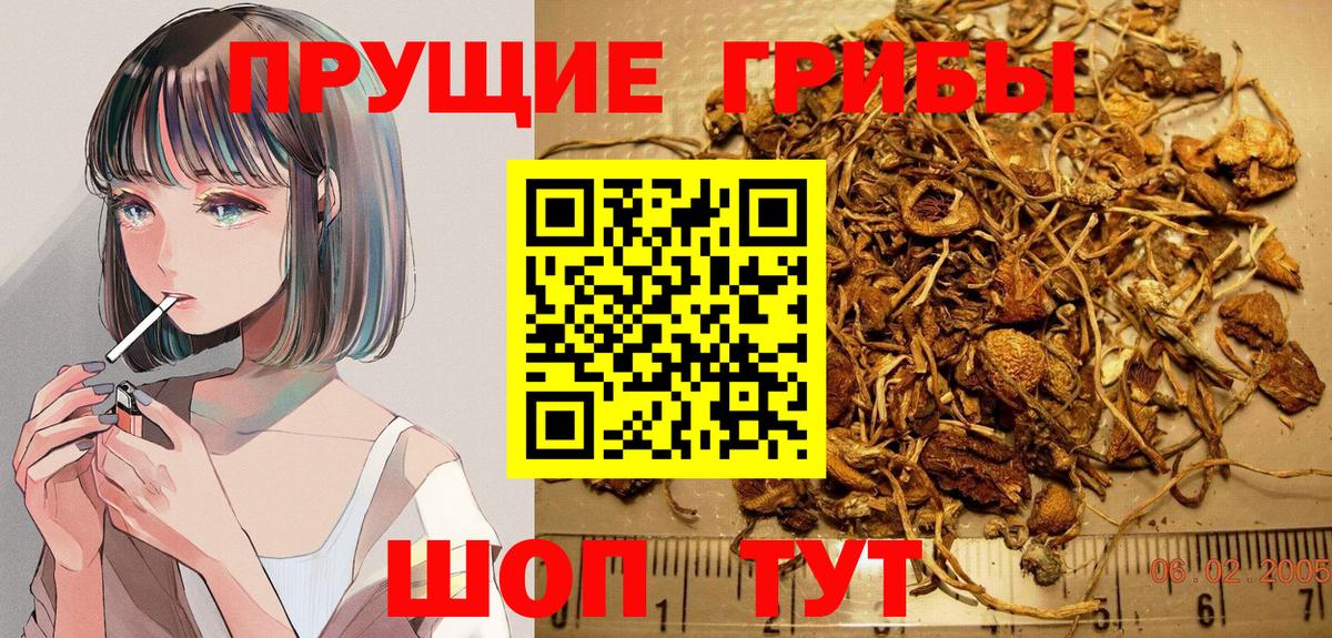 Галлюциногенные грибы Psilocybine cubensis Алексин